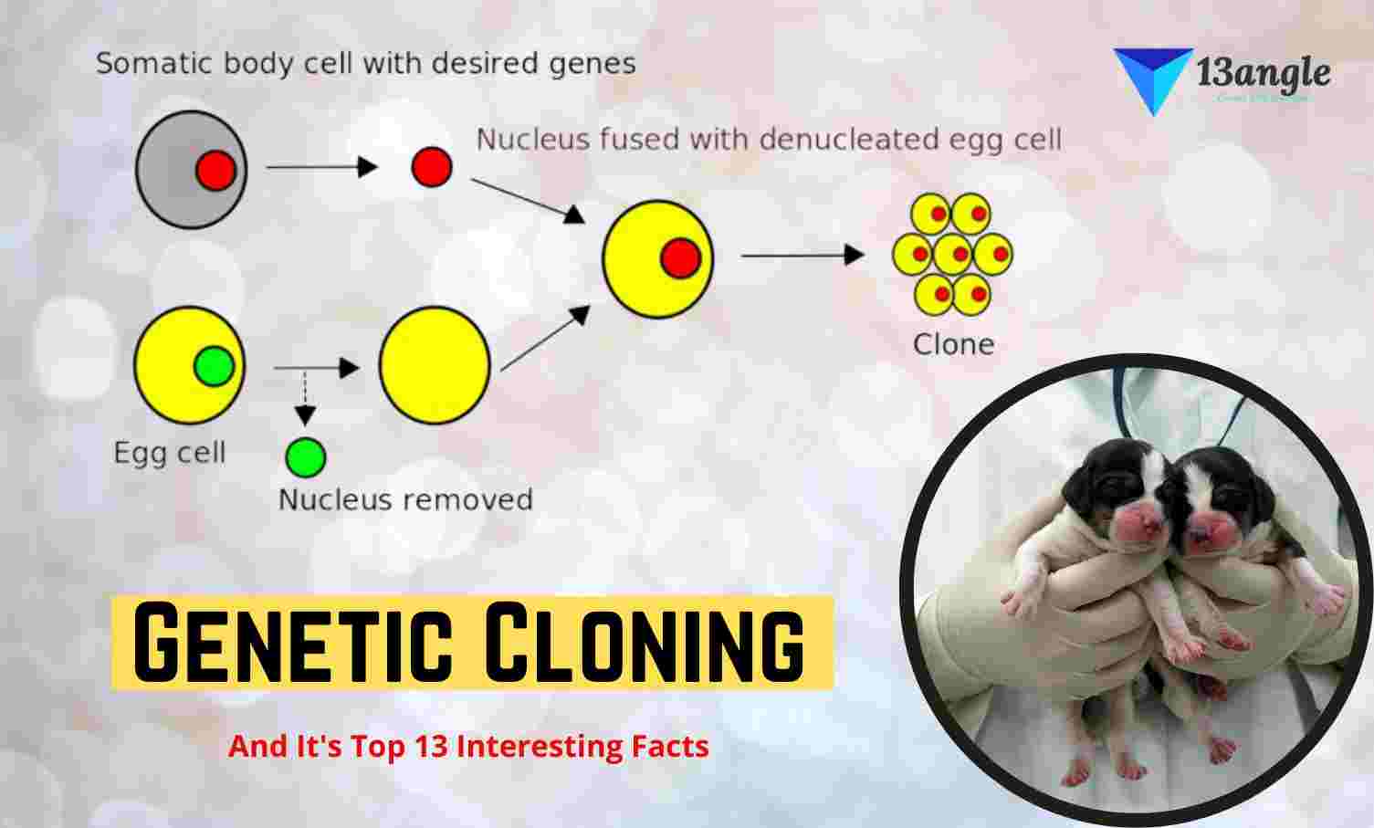 Genetic Cloning And It's Top 13 Interesting Facts- 13angle.com