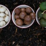 The Good Fat Macadamia: All You Need To Know About The Macadamia Nuts