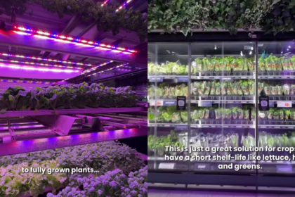 This Swedish Supermarket Has A Mini Farm Inside It! Take A Look At What Is Grown There