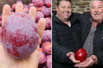 Two South African Farmers Grow A Single Plum Weighing 464 Grams, Break World Record