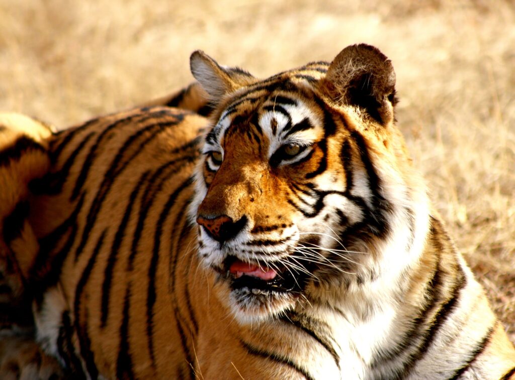 bengal-tiger-13angle.com