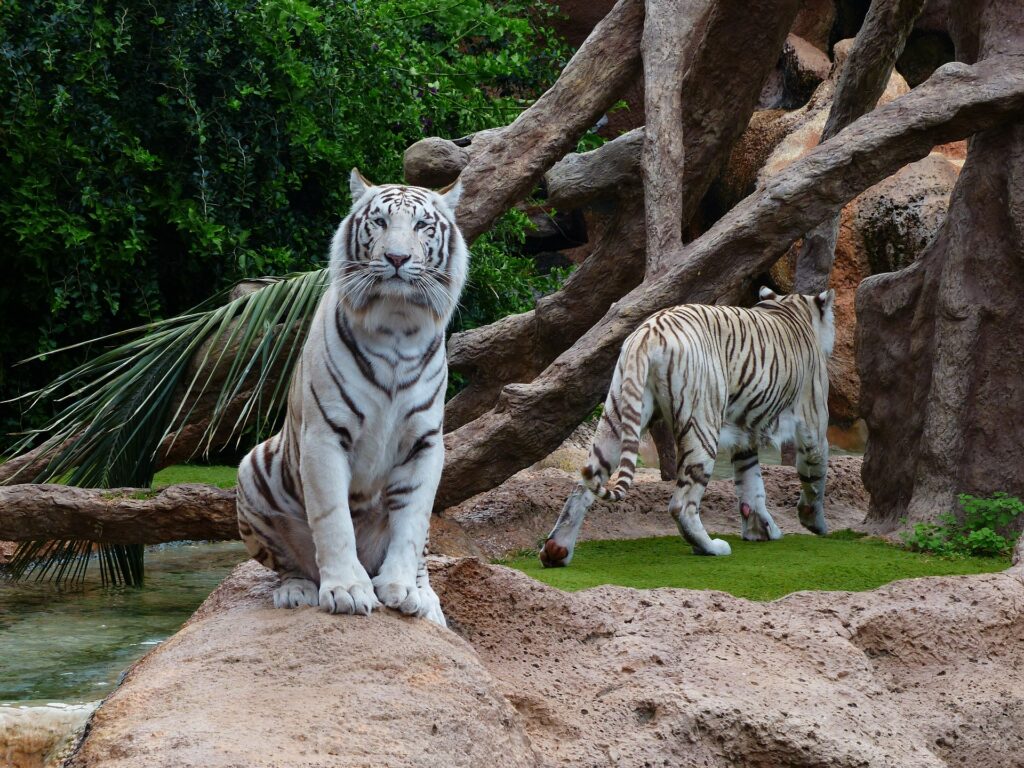 white-bengal-tiger-13angle.com
