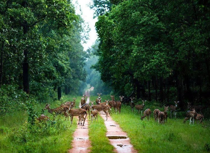 Barnawapara Wildlife Sanctuary- 13angle.com