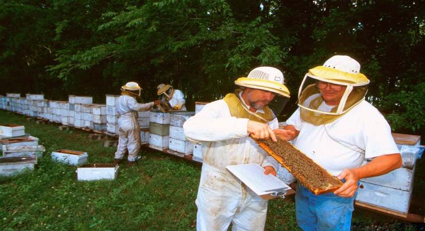 Beekeeping in America- 13angle.com