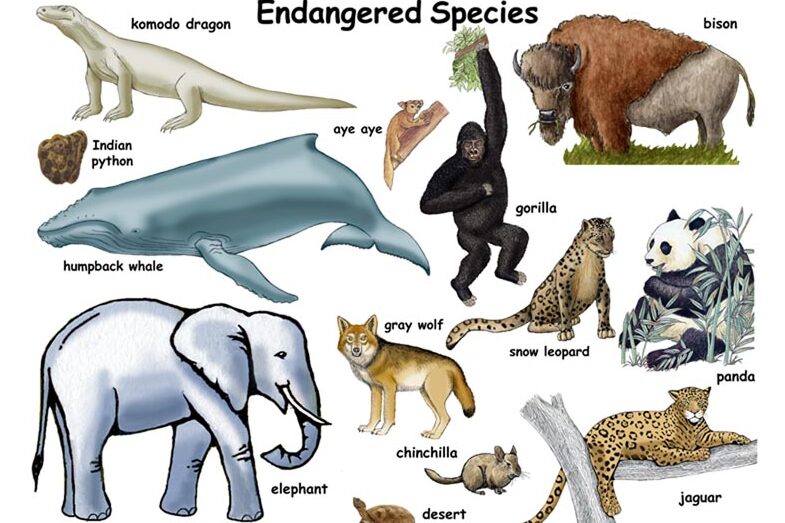 Endangered Species And Its Top 13 Interesting Facts | IUCN Red List Of Threatened  Species- 13angle