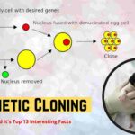 Genetic Cloning And It's Top 13 Interesting Facts- 13angle.com