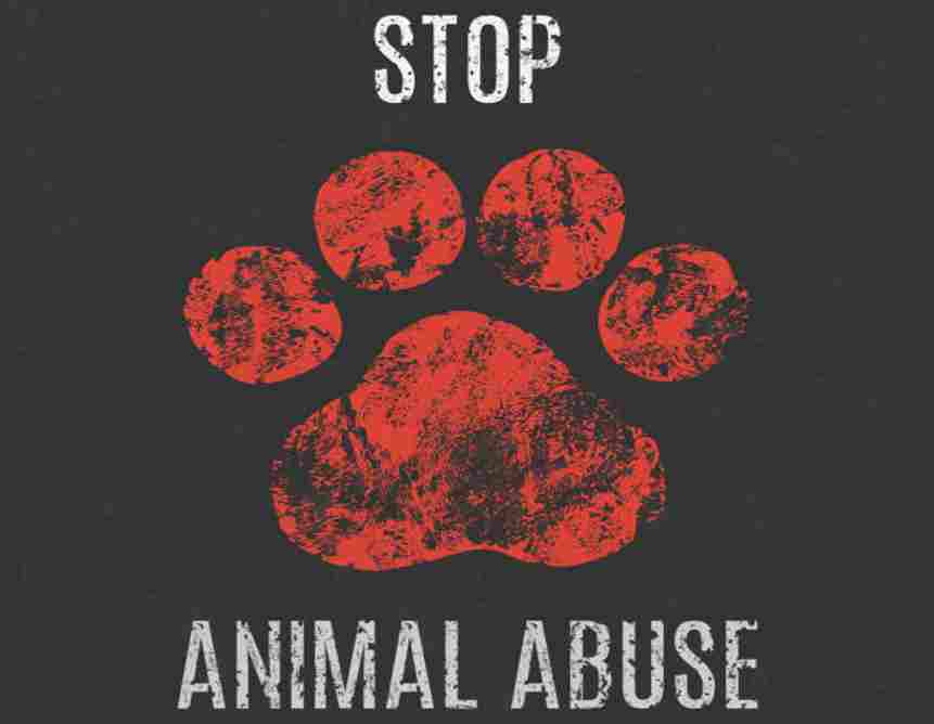 stop animal abuse- 13angle.com