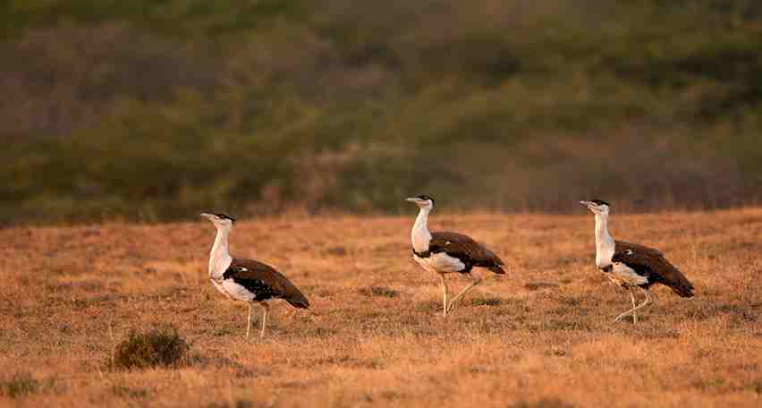 Kutch Bustard sanctuary- 13angle.com