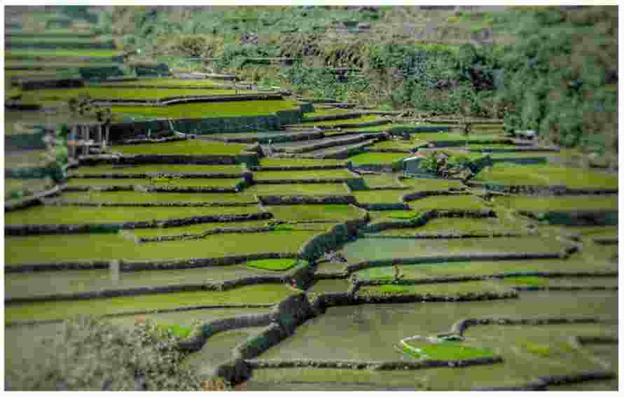 Bali Rice Terraces- 13angle.com