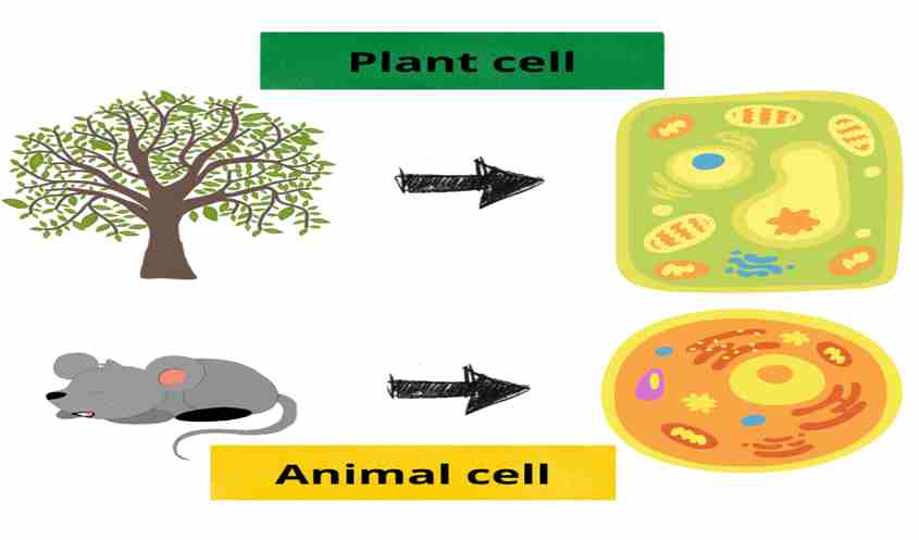 Cell And Its Top 13 Interesting Facts | Introduction, Structure,  Organelles, Plant Cell, Animal Cell, And Bacterial Cell, Types, Division,  Mitosis, Meiosis- 13angle