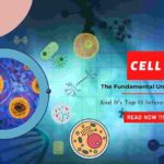 Cell And It's Top 13 Interesting Facts- 13angle.com