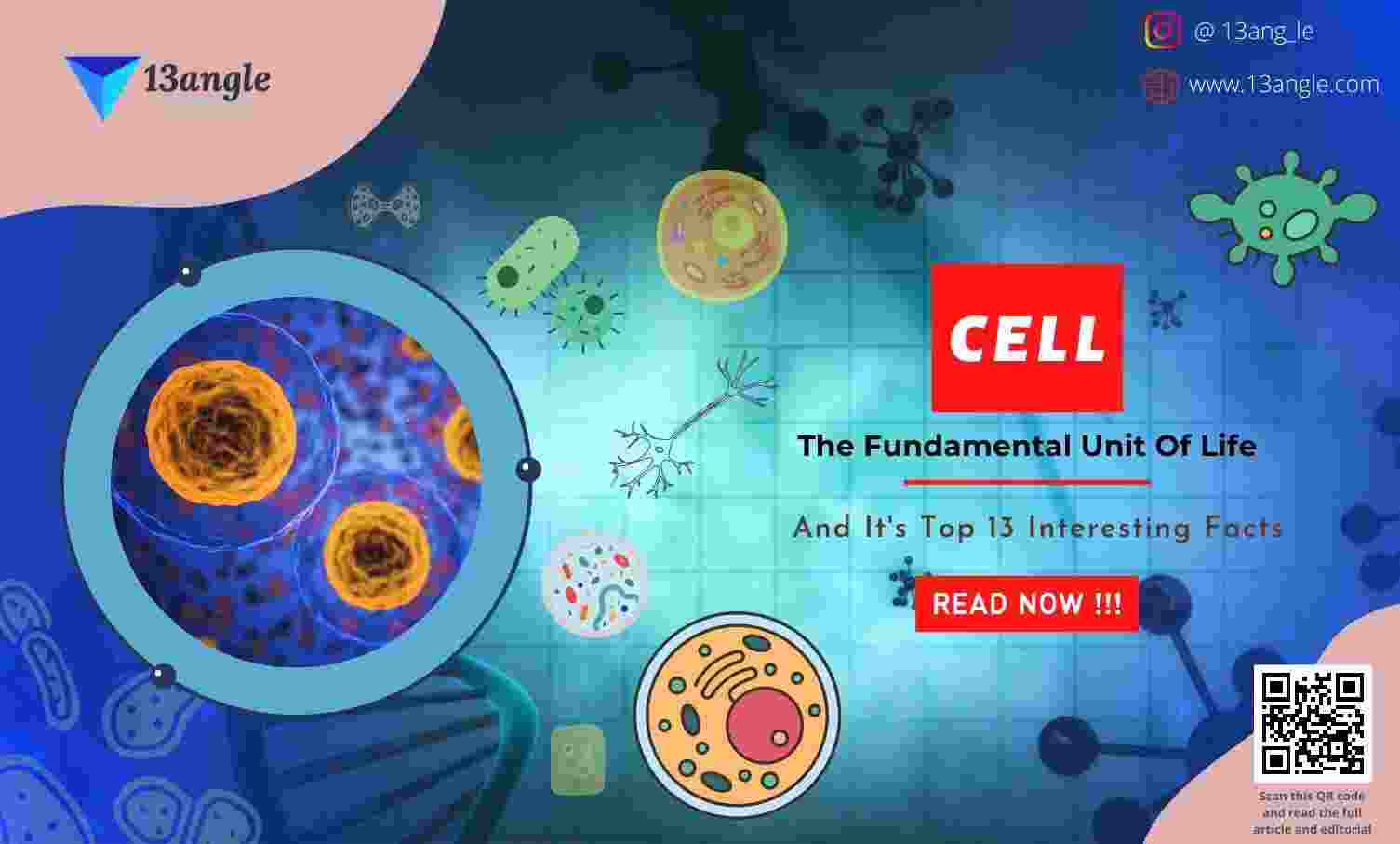 Cell And It's Top 13 Interesting Facts- 13angle.com