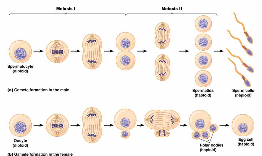 Meiosis- 13angle.com