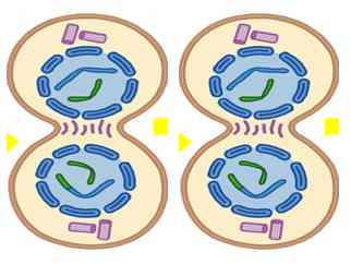 Telophase 1- 13angle.com