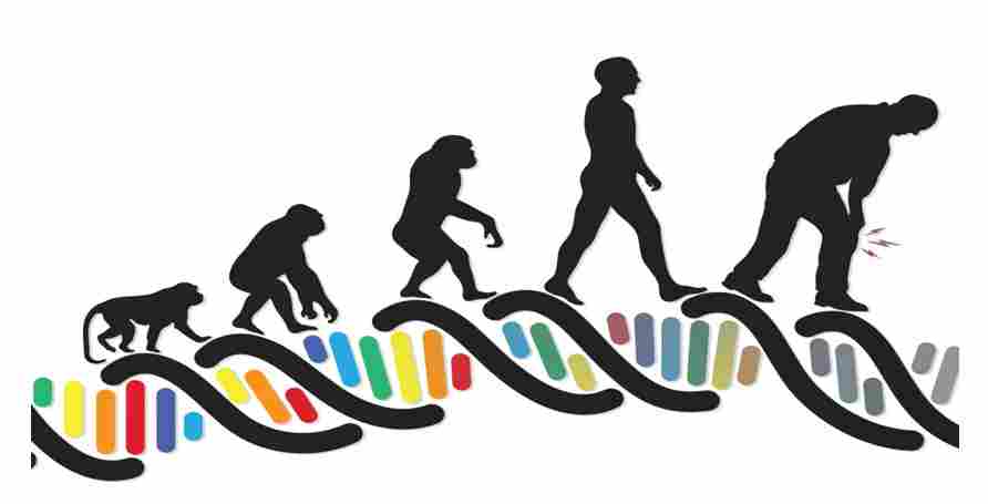 evolution, Instinct, and genes theory- 13angle.com