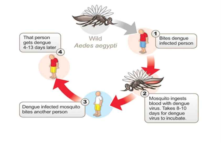 How is dengue transmitted- 13angle.com