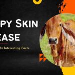 Lumpy Skin Disease And It's Top 13 Interesting Facts- 13angle.com