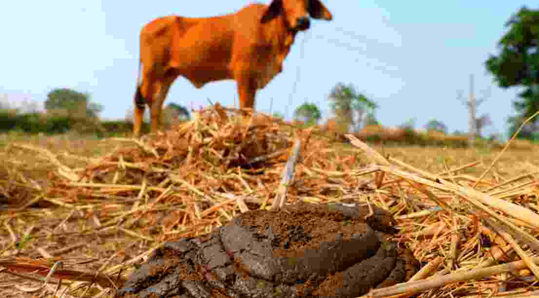 Beneficial Facts About Using Cow Dung- 13angle.com