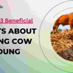 Top 13 Beneficial Facts About Using Cow Dung- 13angle.com